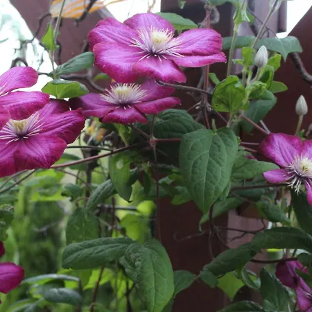 Pleasing In Near Forest Apartment Herrischried